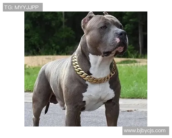 康纳与布洛克的巅峰对决谁能在这场战斗中笑到最后 康纳与布洛克的巅峰对决谁能在这场战斗中笑到最后